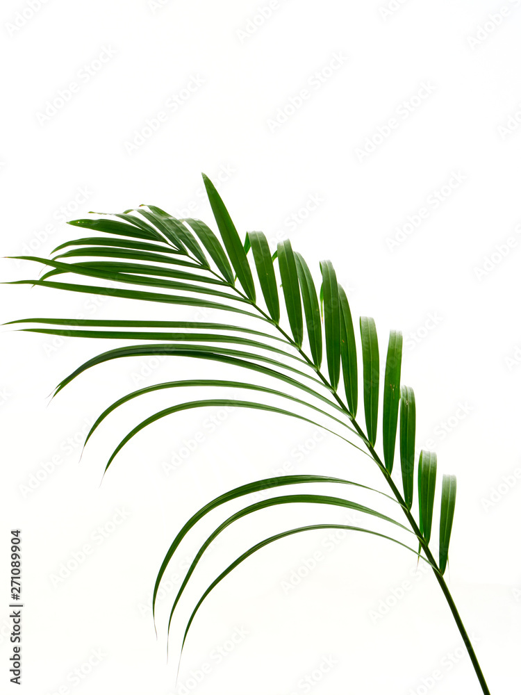 Fototapeta premium Tropical palm leaf on white background
