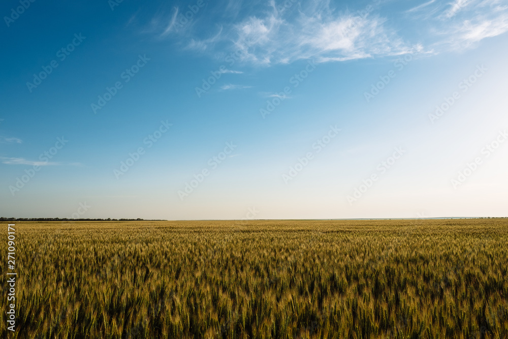Wheat spikelets farm agriculture field landscape with blue sky Wheat spikelets farm agriculture field landscape with blue sky