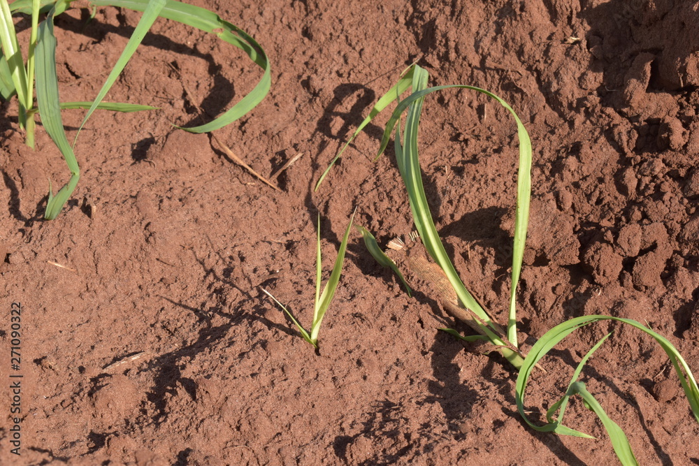 A little sugar cane using a technique called meiosis. growing cane in the field. land for sugar cane production