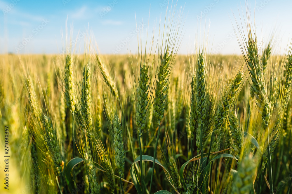 Wheat spikelets close up farm agriculture field with blue sky Wheat spikelets close up farm agriculture field with blue sky