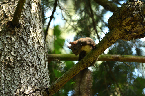 The squirrel sits on a tree branch and cleans its fur