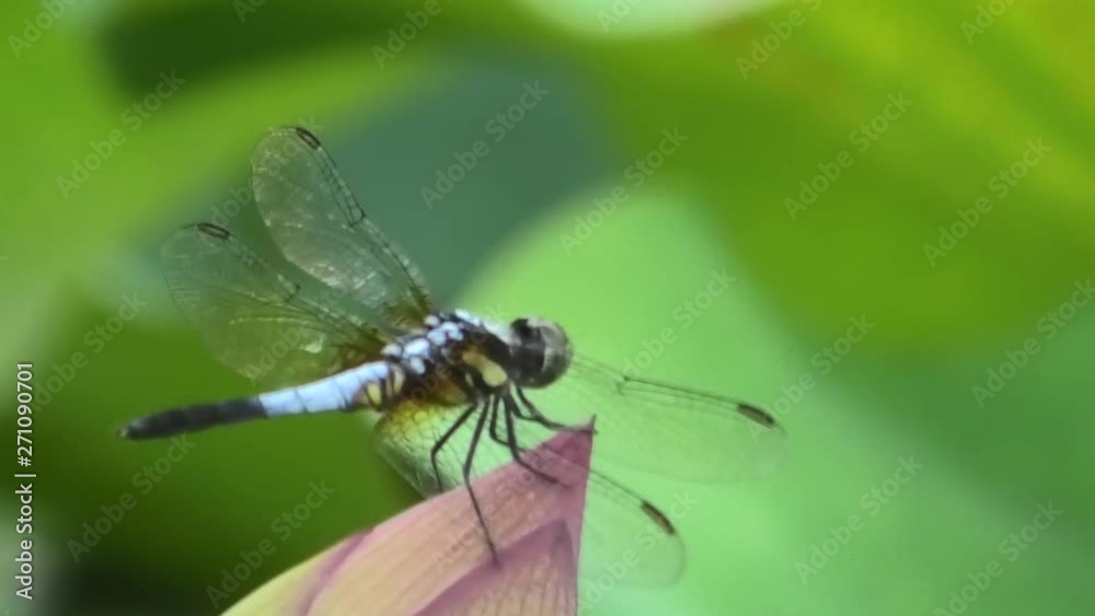 蕾のハスの花に止まるトンボ 蕾のハスの花に止まるトンボ