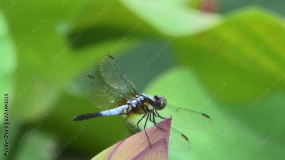 蕾のハスの花に止まるトンボ 蕾のハスの花に止まるトンボ