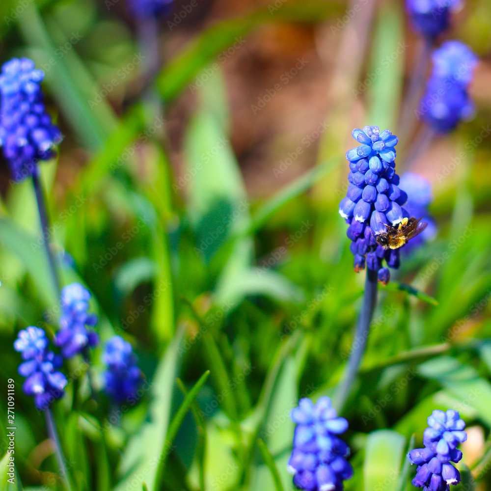 Bee collects nectar and pollen on blue flowers of Armenian grape hyacinth in the garden. Selective focus. Defocused and blurred springtime background Bee collects nectar and pollen on blue flowers of Armenian grape hyacinth in the garden. Selective focus. Defocused and blurred springtime background