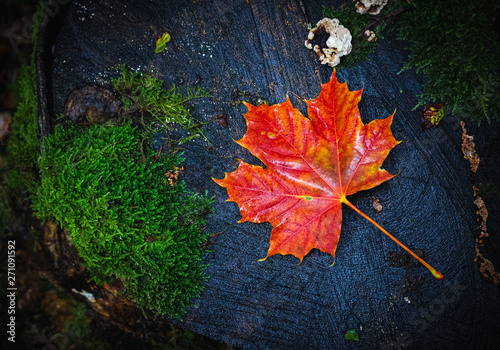Fotografija Flat lay picture of a wet red maple leaf, Acer platanoides L
