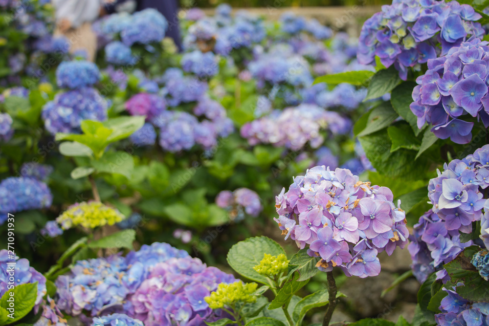Hydrangeas (Hydrangea macrophylla) or Hortensia flowers blossom in Yangming Mountain, Taiwan. Hydrangeas (Hydrangea macrophylla) or Hortensia flowers blossom in Yangming Mountain, Taiwan.