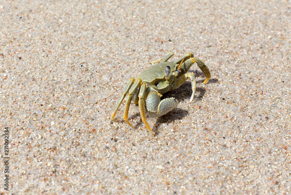 A big crab on the sand