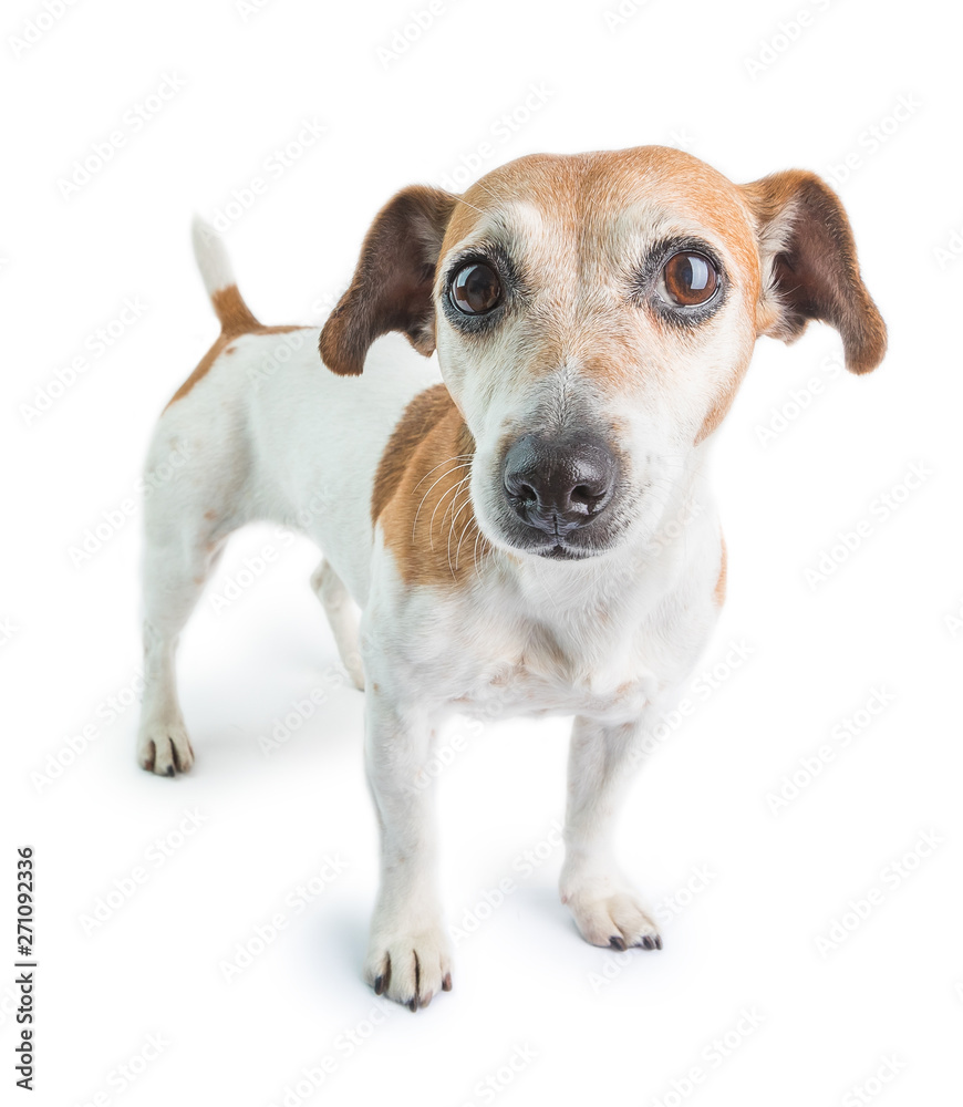 Dog white background. Jack Russell terrier cute pet
