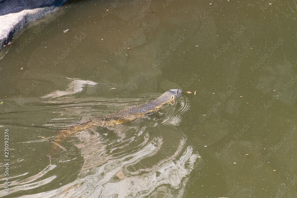 A Nile Monitor swimming along the surface of a water hole, iMfolozi, South Africa. A Nile Monitor swimming along the surface of a water hole, iMfolozi, South Africa.