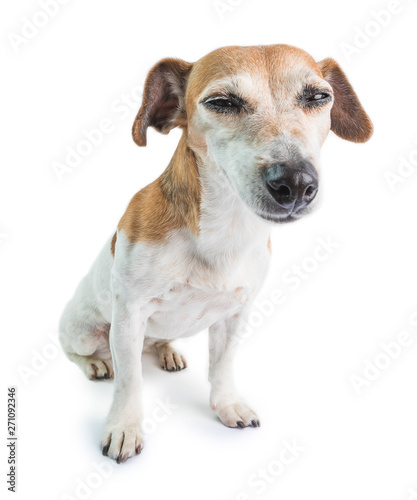 Funny small dog looking with squint suspiciously. Sleepy napping face. Jack Russell terrie on white background