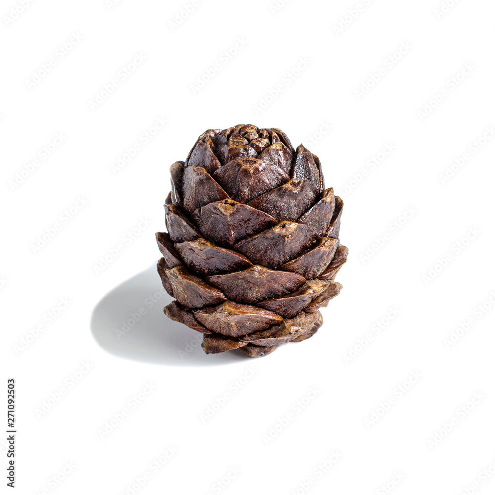 cedar cones on white background isolate cedar cones on white background isolate