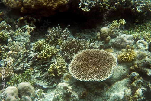 coral reef view in Togian islands