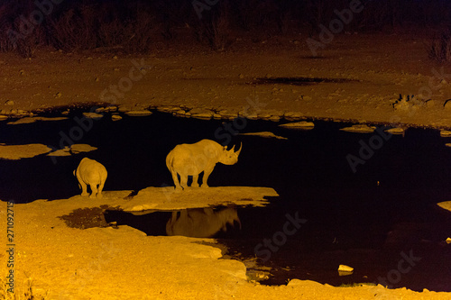 couple of white rhinos at night in namibia