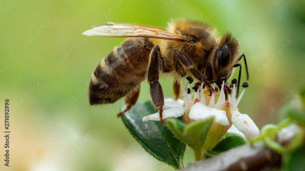 Honeybee on white flower, green background, macro Honeybee on white flower, green background, macro