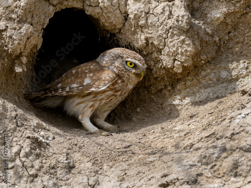 Little Owl Sitting in the Hole on Clay Wall 
