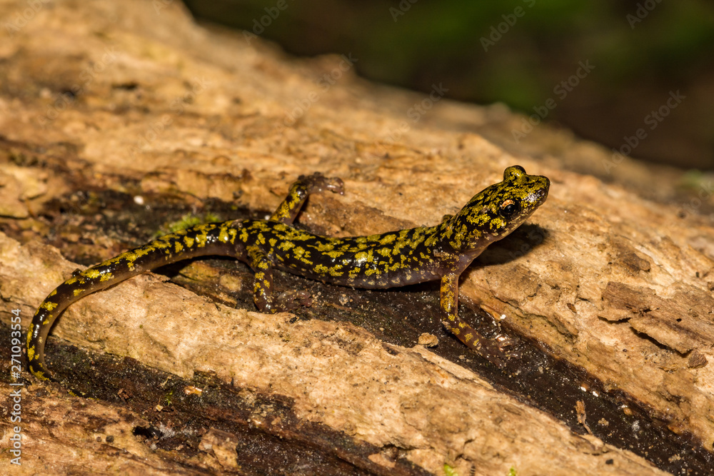 Naklejka premium Green Salamander (Aneides aeneus)