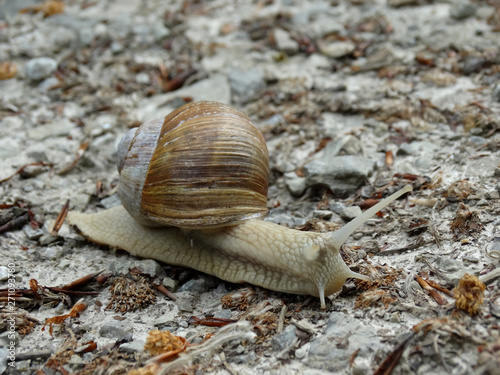 Weinbergschnecke auf dem Waldboden