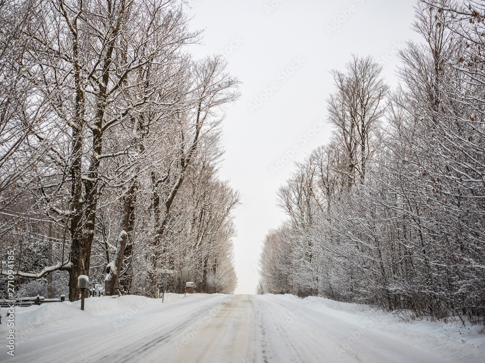 Fototapeta premium A path lined with snow-covered trees.