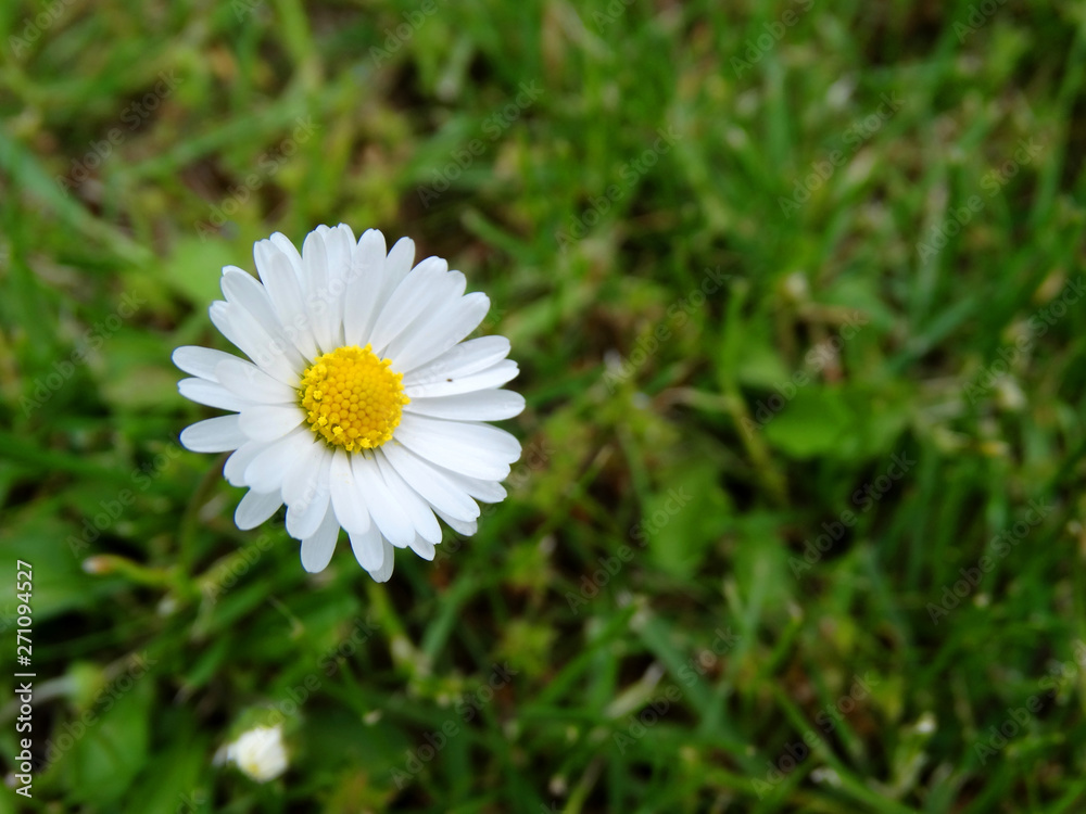 Gänesblümchen Gänesblümchen