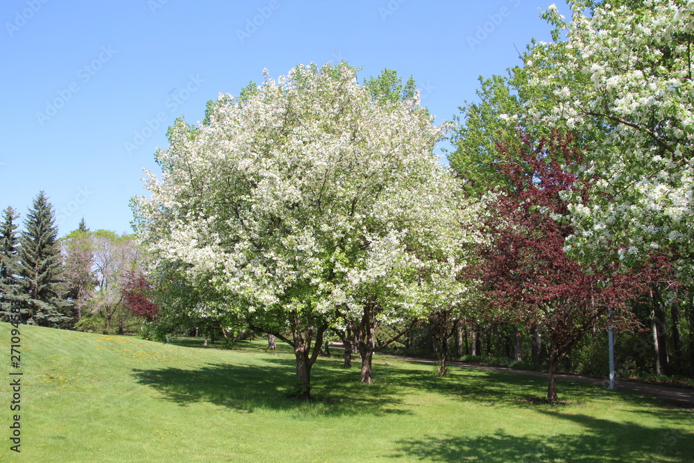 Trees In Bloom, Gold Bar Park, Edmonton, Alberta Trees In Bloom, Gold Bar Park, Edmonton, Alberta
