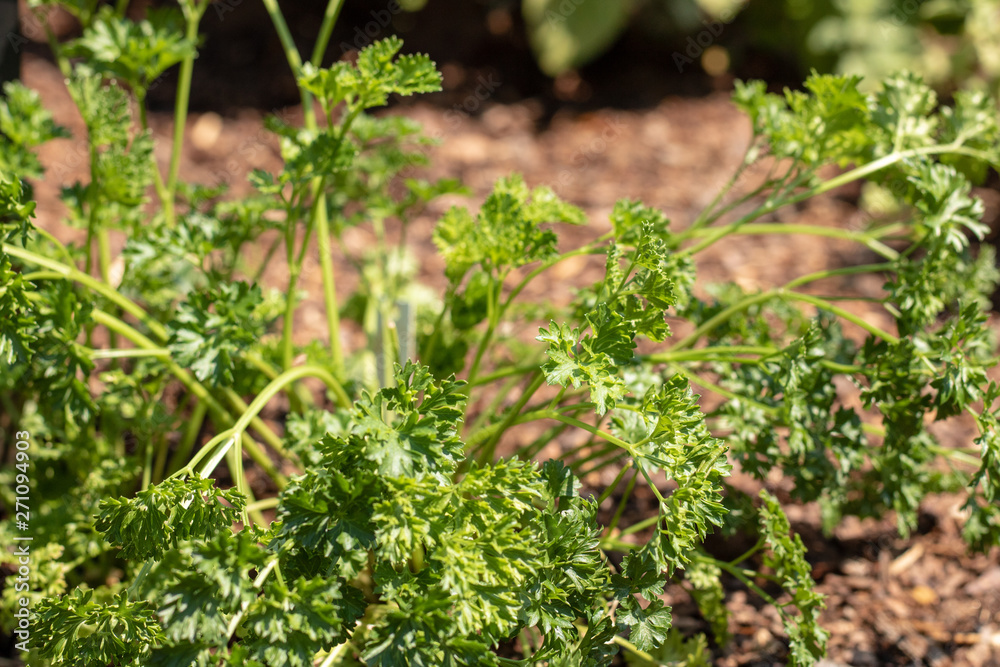 Fresh Parsley Fresh Parsley
