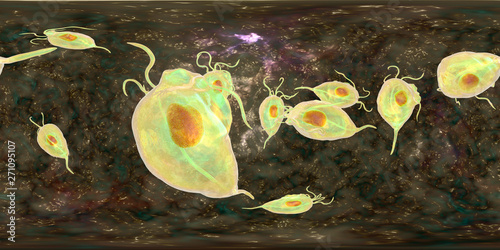 Trichomonas vaginalis protozoan, 360-degree spherical panorama view, 3D illustration. A parasite that causes trichomoniasis, sexually transmitted infection in men and women photo