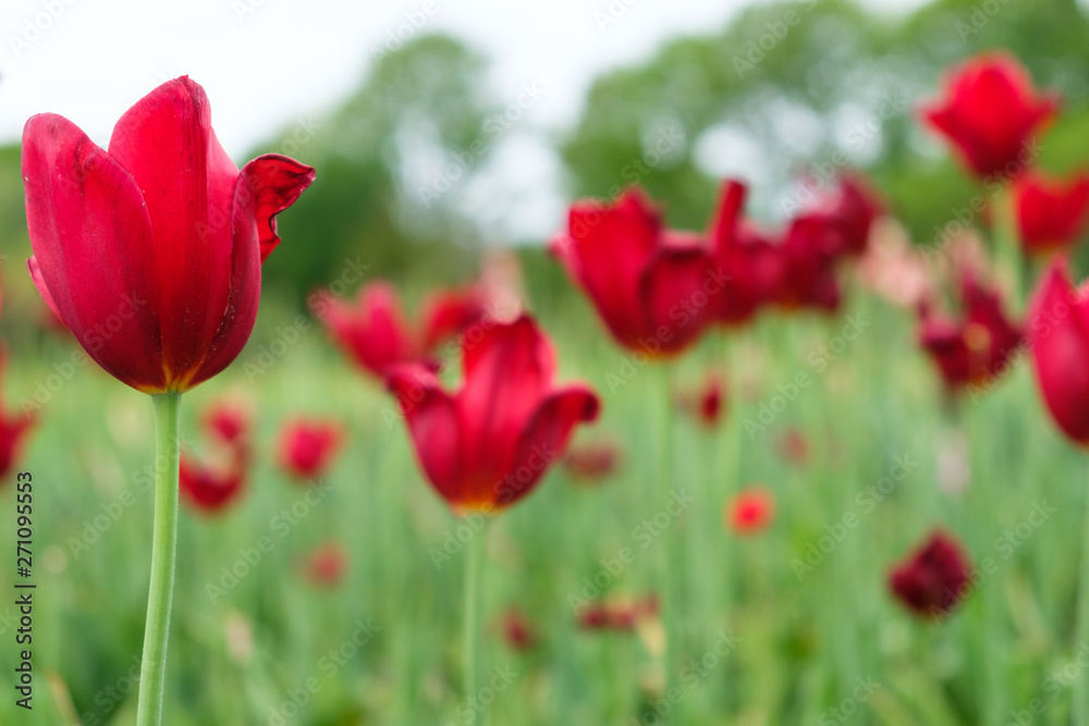 Group of red tulips in the garden during spring or summer time