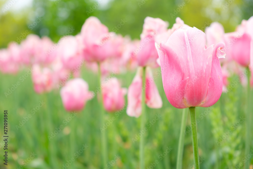 Group of pink tulips in the garden during spring or summer time