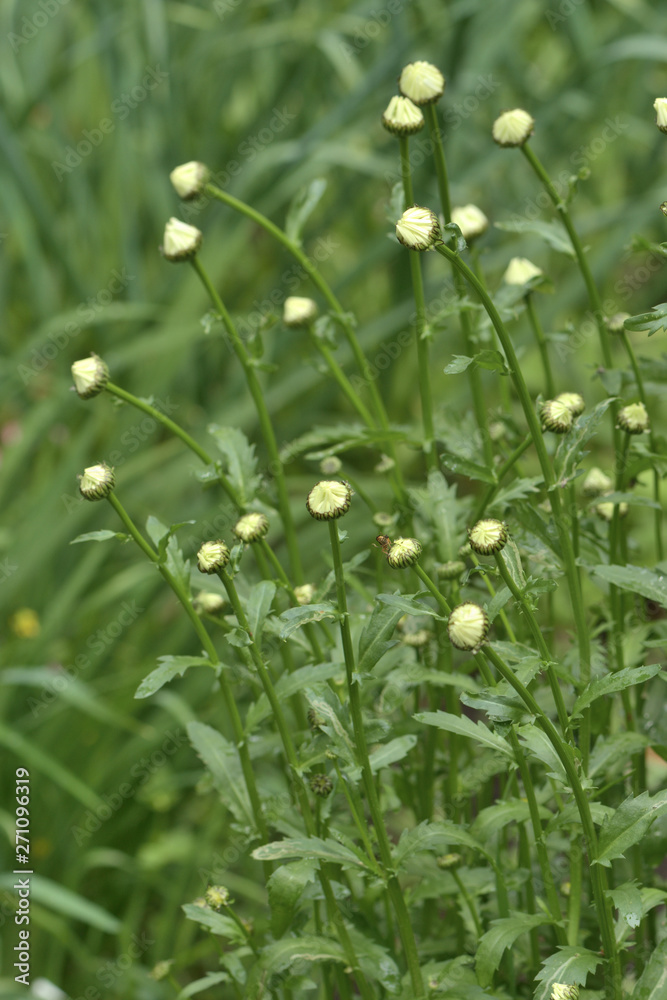 Closeup of white flowers of Matricaria Chamomile in the garden on a blurred green background