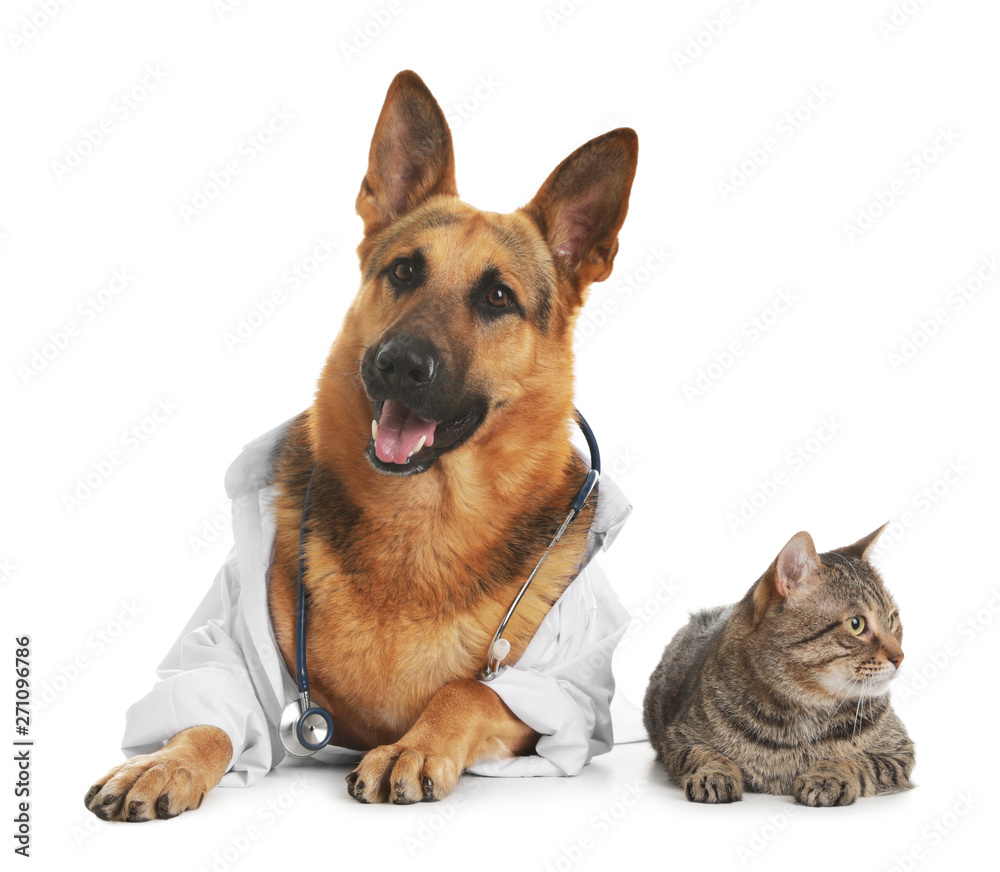 German shepherd with stethoscope dressed as veterinarian doc and cat on white background