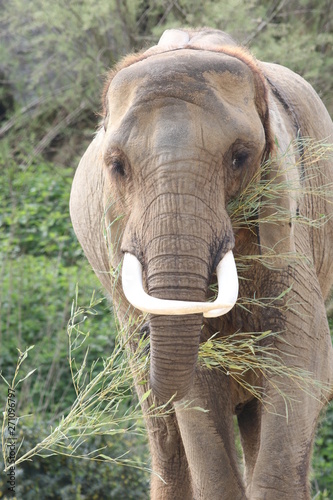 Portrait d'éléphant d'Afrique