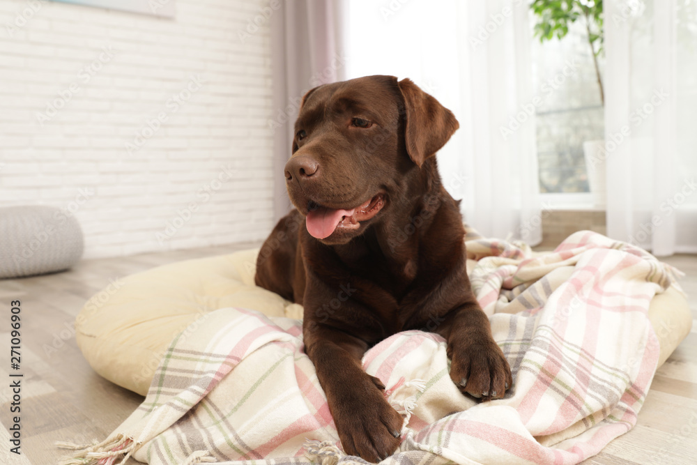 Chocolate labrador retriever on pet pillow indoors Chocolate labrador retriever on pet pillow indoors