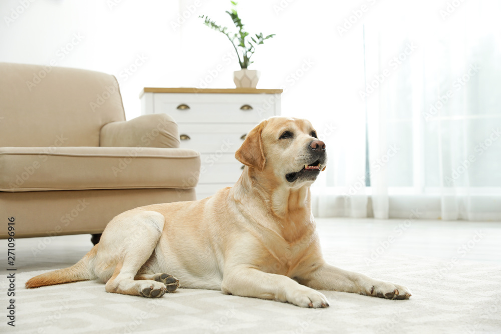 Yellow labrador retriever lying on floor indoors - obrazy, fototapety, plakaty 