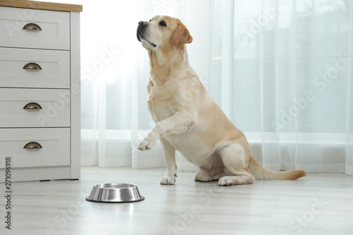 Yellow labrador retriever with feeding bowl on floor indoors