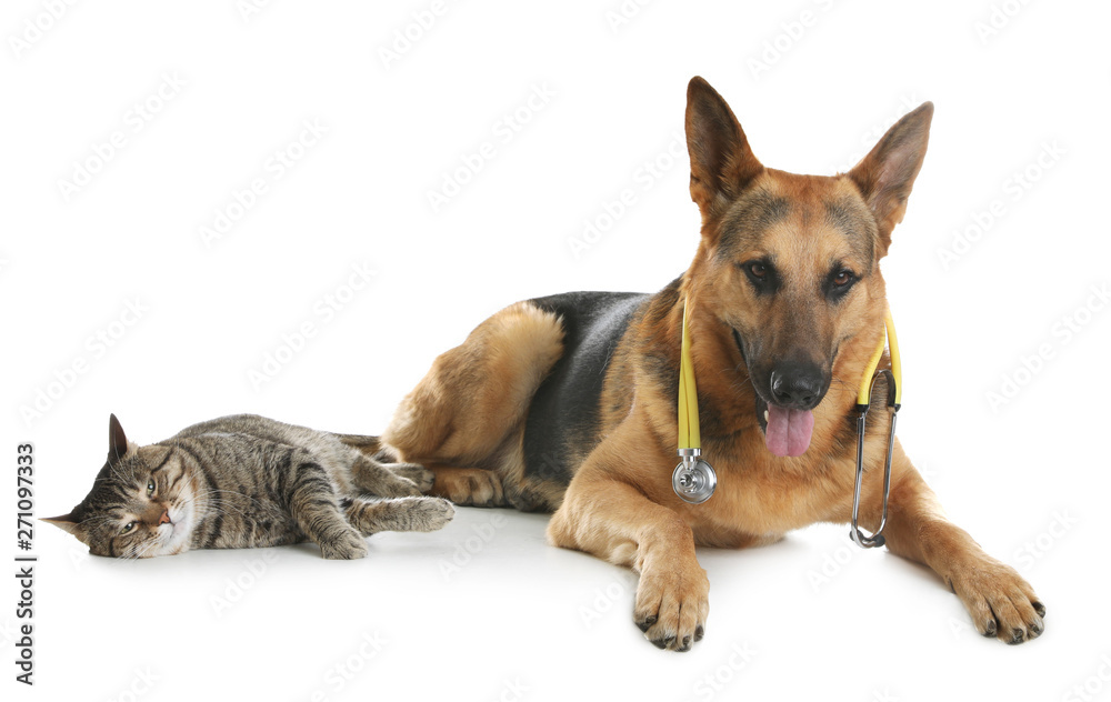 Cat and dog with stethoscope as veterinarian on white background