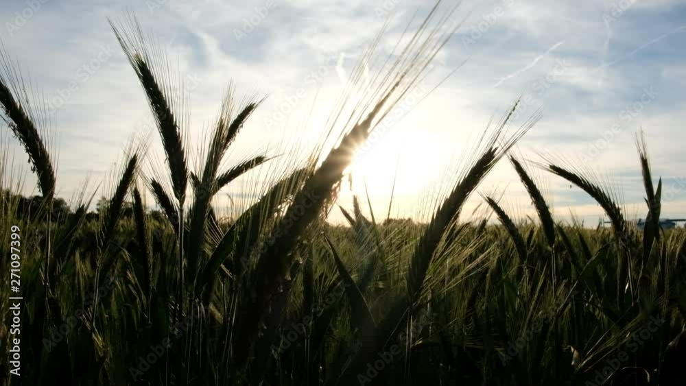 German cereal plant and countryside at sunset German cereal plant and countryside at sunset
