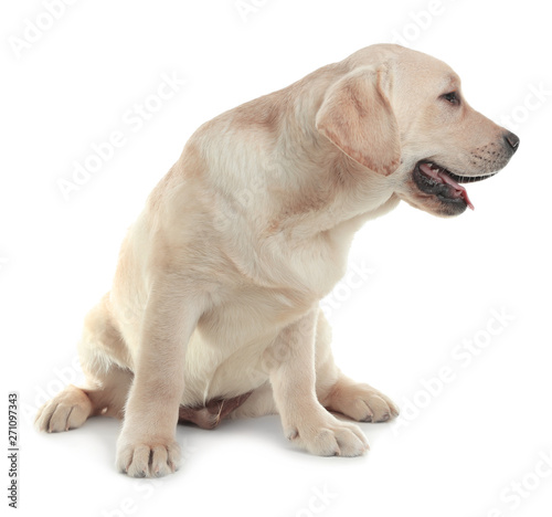 Cute yellow labrador retriever puppy isolated on white © New Africa
