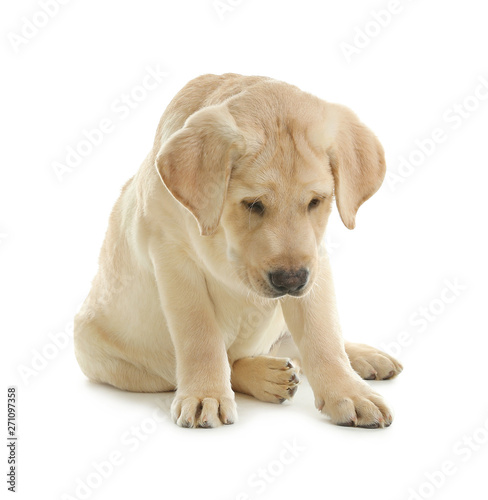 Cute yellow labrador retriever puppy isolated on white