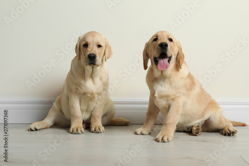 Cute yellow labrador retriever puppies on floor indoors