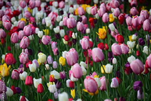 field of pink tulips