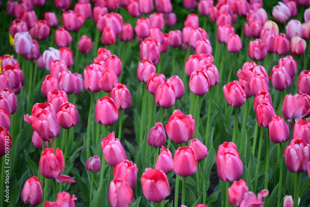 pink tulips in the garden pink tulips in the garden