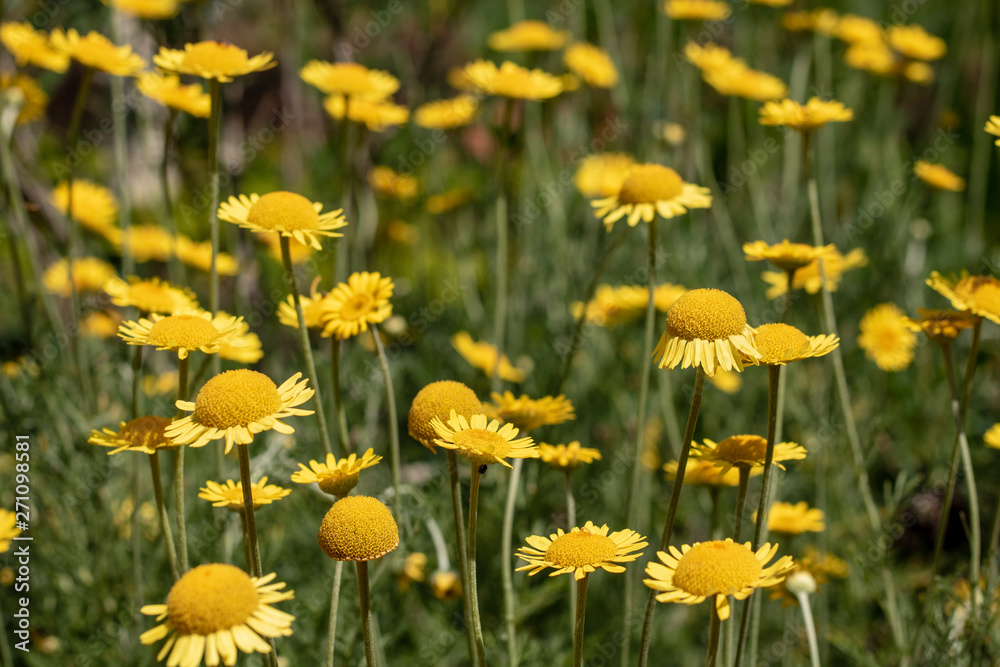 Yellow Daisies in the Garden Yellow Daisies in the Garden