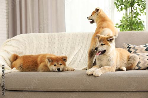 Wallpaper Mural Funny akita inu puppies on sofa in living room Torontodigital.ca