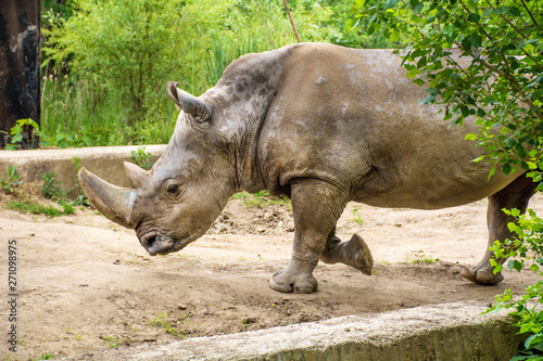 Rhinoceros in a Zoo © boryanam