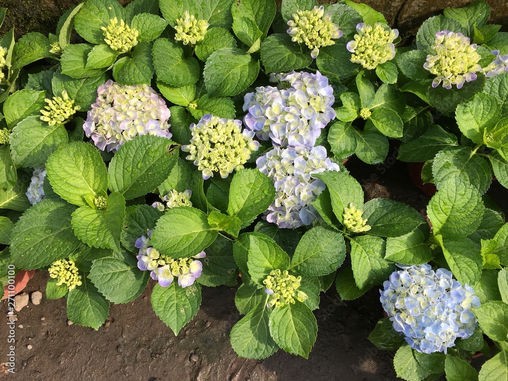 Hydrangeas (Hydrangea macrophylla) or Hortensia flowers blossom in Yangming Mountain, Taiwan. Hydrangeas (Hydrangea macrophylla) or Hortensia flowers blossom in Yangming Mountain, Taiwan.