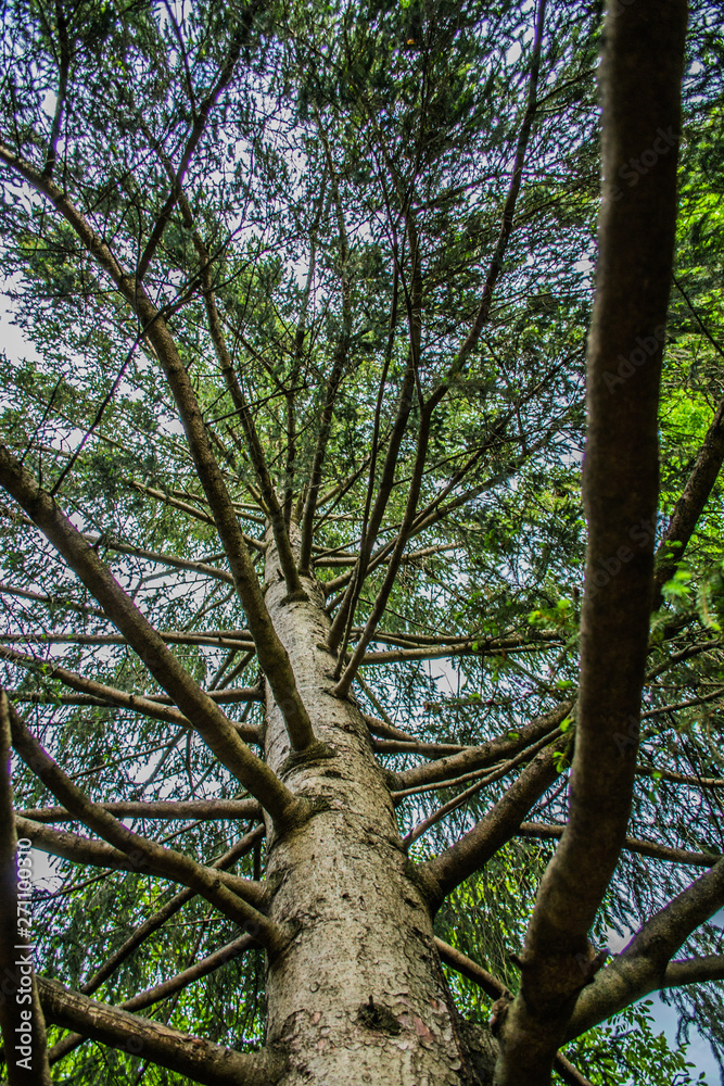 Fototapeta premium nature is amazing