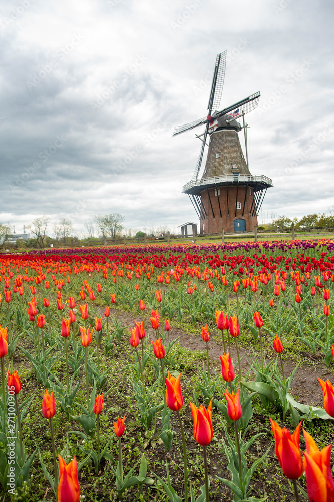 Windmill and Field of Tulips Holland Michigan