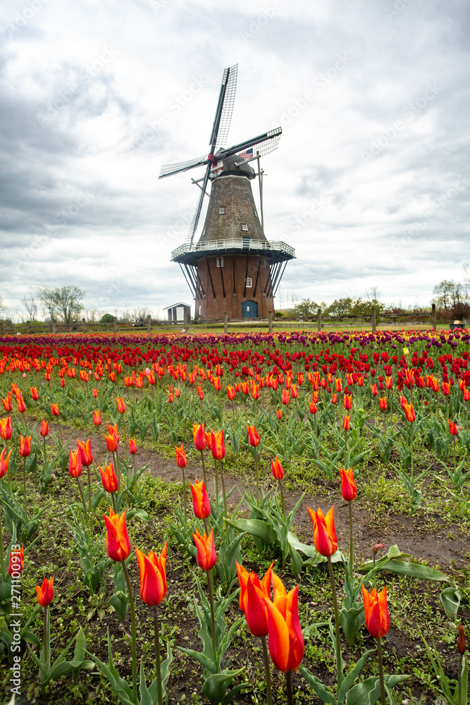 Red Tulips and Windmill Holland Michigan