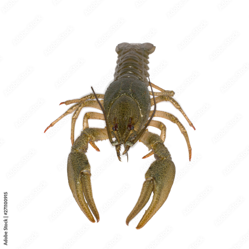 raw crayfish isolated on white background raw crayfish isolated on white background