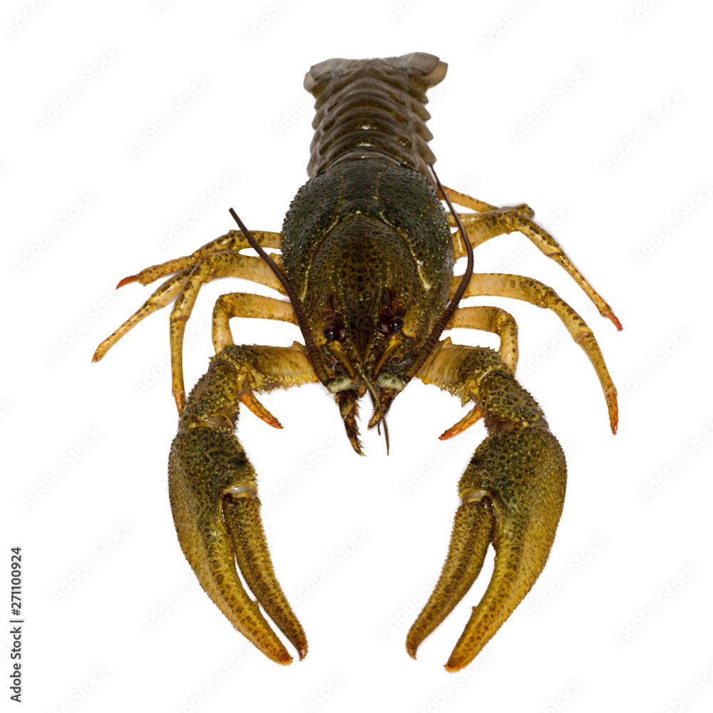 raw crayfish isolated on white background raw crayfish isolated on white background